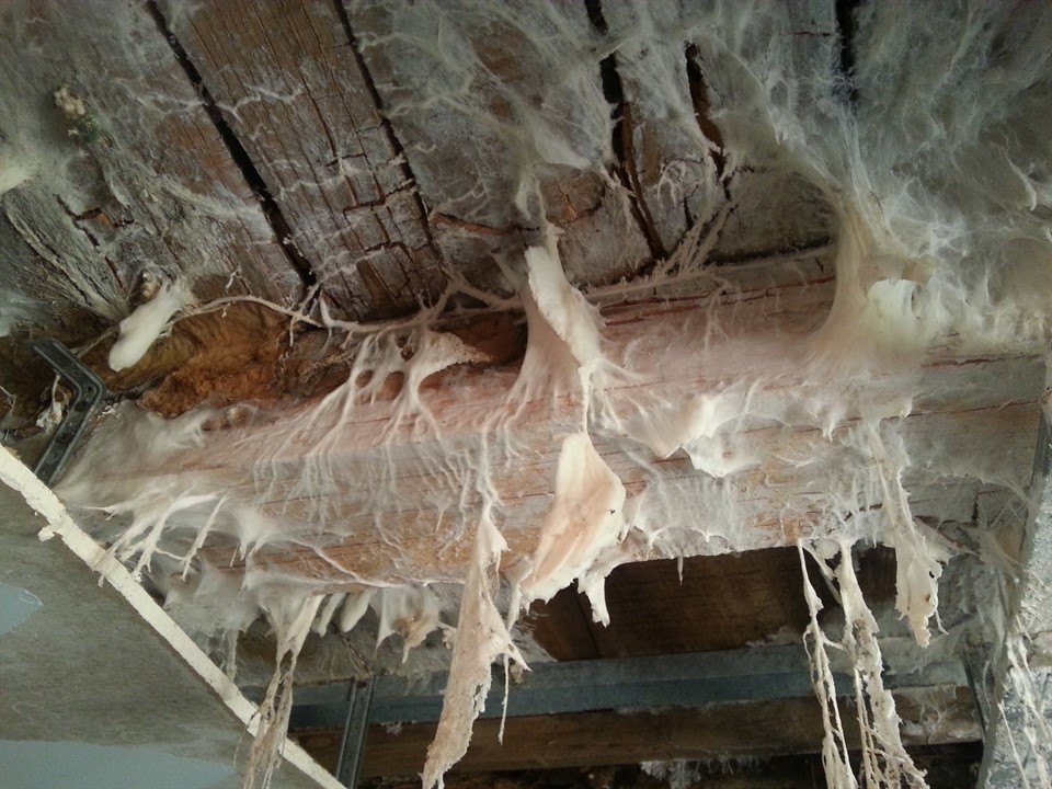 Mass Image Compressor Compressed this image. https://sourceforge.net/projects/icompress/ with Quality:91